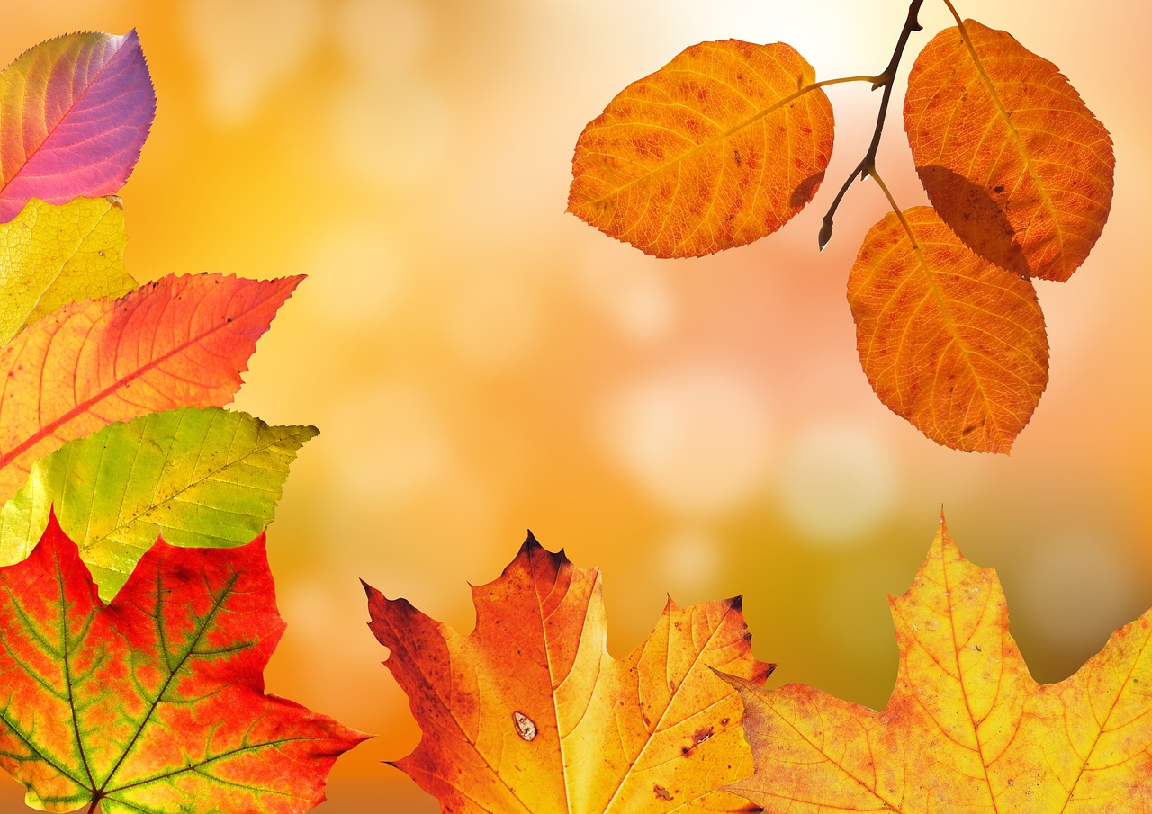 Autumn leaves for use on page for brand only